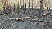 Nadleśnictwo Wronki wyznacza nagrodę pieniężną za wskazanie sprawcy podpaleń lasu